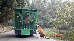 Зоопарки Китая: территория хищников