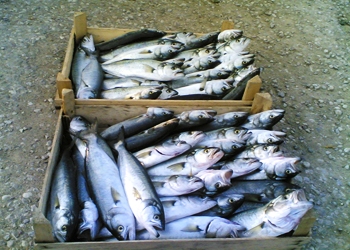 Сокращение мирового запаса рыбы и кампания «Гринпис»