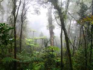 День Земли и дождевые леса Борнео