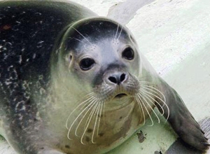 Сокращение популяции тюленей-монахов