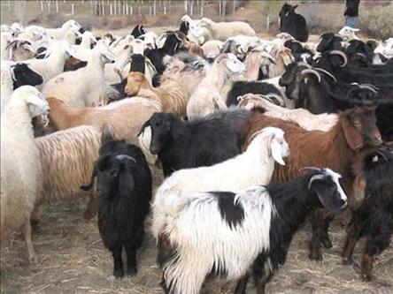  Статистический институт Турции объявил данные по животноводству в 2011 году