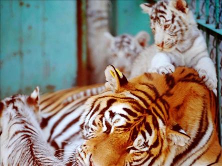  В китайском зоопарке появились на свет 4 сибирских тигрят