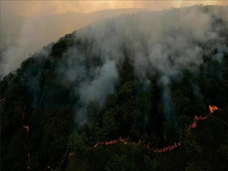  В лесах Мексики бушуют пожары